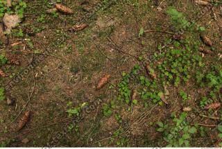 Photo Textures of Forest